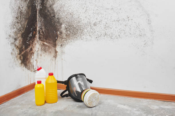 Best Mold Damage Repair  in Garland, TX