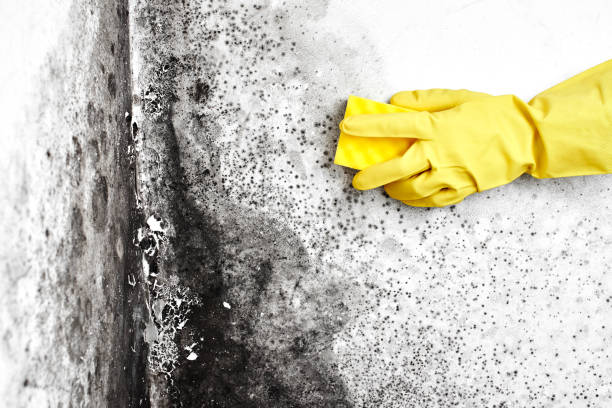 Best Toxic Mold Removal  in Garland, TX