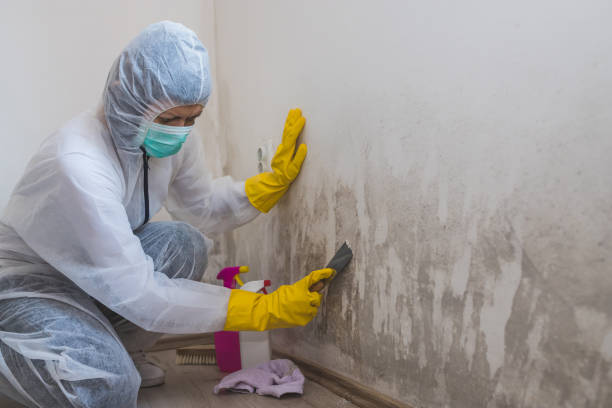 Best Local Mold Removal Service  in Garland, TX