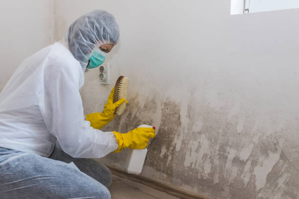 Best Attic Mold Removal  in Garland, TX