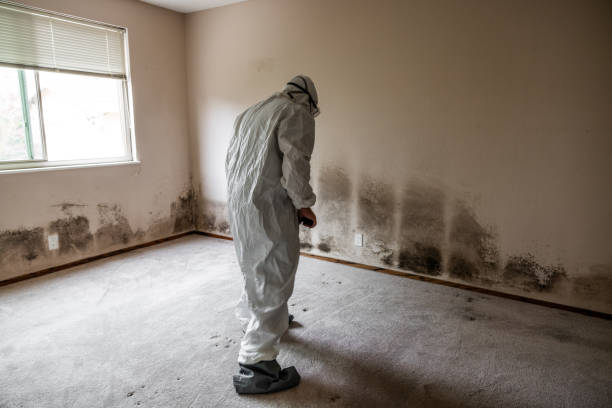 Garland, TX Mold Removal Company