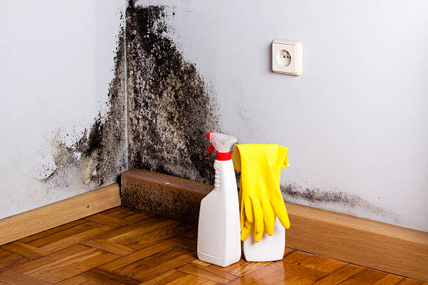 Best Professional Mold Removal  in Garland, TX