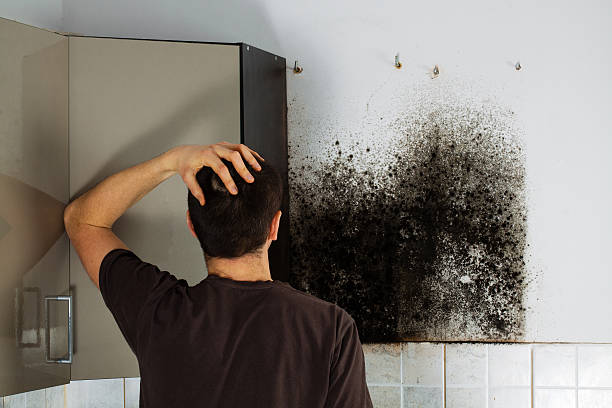 Best Mold Remediation Experts  in Garland, TX